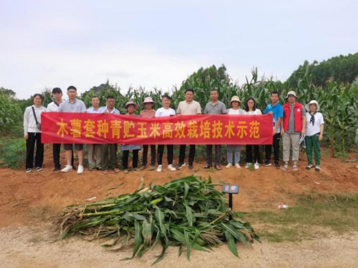 国家木薯产业技术体系桂林综合试验站“木薯套种青贮玉米栽培技术示范”项目开展现场测产验收