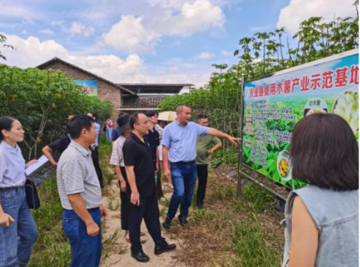 病害防控岗位专家开展木薯病害调研与技术指导