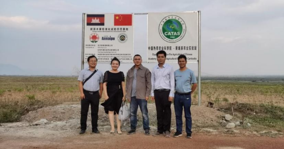 国家木薯产业技术体系专家一行实地考察柬埔寨企业木薯基地