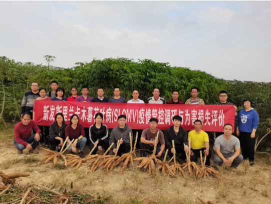 三岗四站赴广西北海开展木薯新发/检疫性病害管控调研交流