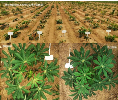 喜讯！花叶病疫区的测试木薯表现良好抗性，有望为产业发展护航