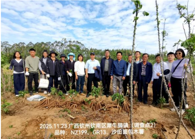 国家木薯产业技术体系开展“两广”木薯花叶病防控调研与交流