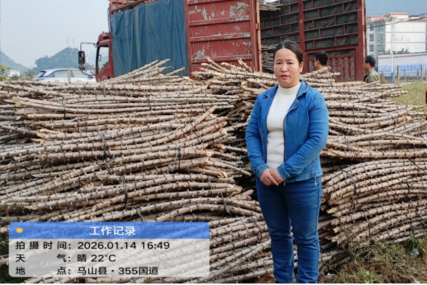 科技特派团精准助力，马山县木薯产业发展迈上新台阶