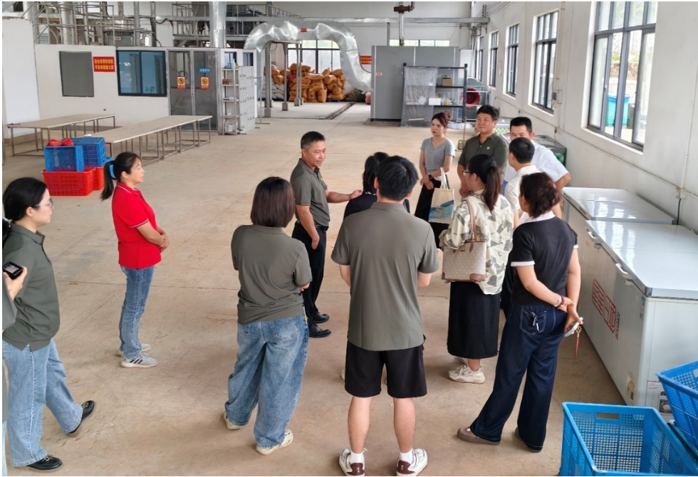 科技赋能产业创新发展、标准引领产业提质增效 --国家木薯产业技术体系首席科学家带队调研地方木薯产业发展