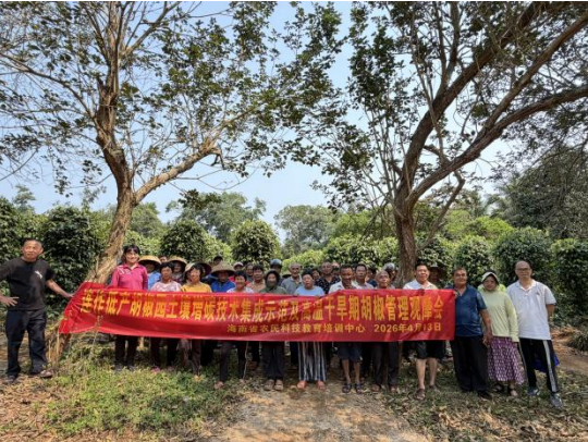 咖啡海南万宁站赴琼海市大路镇开展胡椒高温干旱应对技术培训