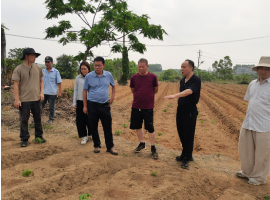 国家木薯产业技术体系多岗站联动赴广西开展斯里兰卡木薯花叶病防控与干旱应急技术指导