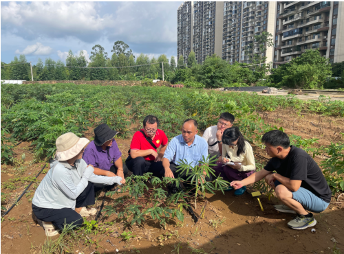 岗站联合开展木薯病害调查与防控药剂筛选试验