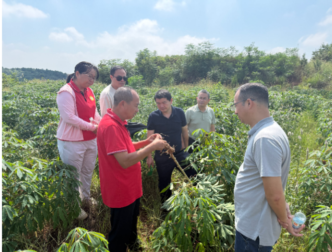 深化岗站协同，聚力北移木薯高效生产 ——高产优质栽培岗赴木薯长沙综合试验站开展岗站对接交流