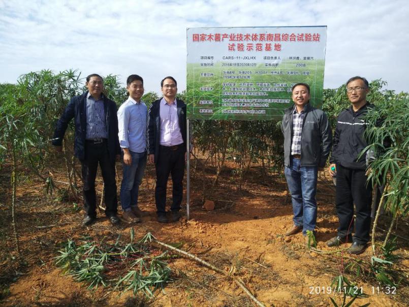 虫害岗位科学家陈青研究员到南昌站开展 木薯种质资源抗性评价和指导